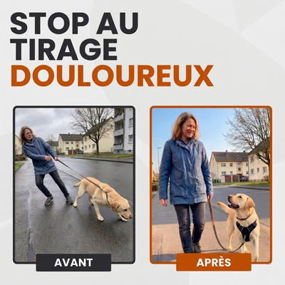 Comparaison avant-après d'un chien qui tire sur sa laisse : à gauche, une femme lutte contre la traction ; à droite, le chien marche calmement avec un harnais anti-traction. Texte : Stop au tirage douloureux.