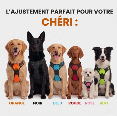 Six chiens de races et tailles différentes portant des harnais colorés (orange, noir, bleu, rouge, rose, vert). En haut, l'inscription textuelle : L'ajustement parfait pour votre chéri.